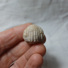 Charger l'image dans la galerie, Burmirhynchia turgida
