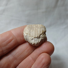 Charger l'image dans la galerie, Burmirhynchia turgida
