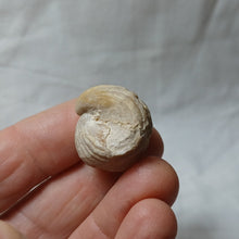 Charger l'image dans la galerie, Burmirhynchia turgida
