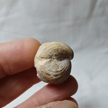 Charger l'image dans la galerie, Burmirhynchia turgida
