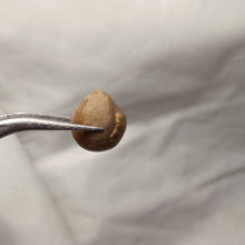 Charger l'image dans la galerie, Zittelina billodensis
