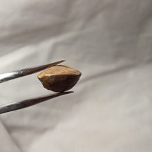 Charger l'image dans la galerie, Zittelina billodensis
