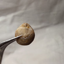 Charger l'image dans la galerie, Zittelina billodensis
