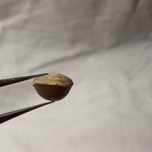 Charger l'image dans la galerie, Zittelina billodensis
