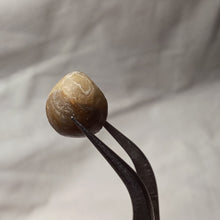 Charger l'image dans la galerie, Zittelina billodensis
