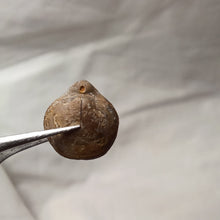 Charger l'image dans la galerie, Zittelina billodensis
