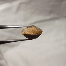 Charger l'image dans la galerie, Zittelina billodensis
