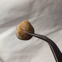 Charger l'image dans la galerie, Zittelina billodensis
