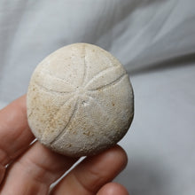 Charger l'image dans la galerie, Echinolampas burdigalensis
