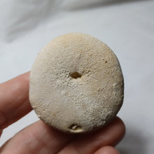 Charger l'image dans la galerie, Echinolampas burdigalensis
