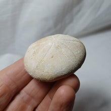 Charger l'image dans la galerie, Echinolampas burdigalensis
