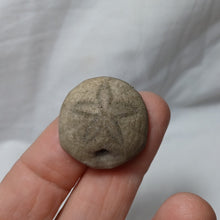 Charger l'image dans la galerie, Hardouinia mortonis
