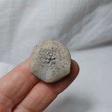 Charger l'image dans la galerie, Hardouinia mortonis
