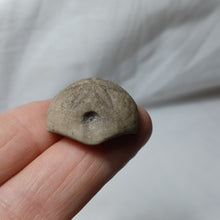 Charger l'image dans la galerie, Hardouinia mortonis
