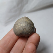 Load image into Gallery viewer, Tithonia oxfordiana
