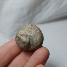 Load image into Gallery viewer, Tithonia oxfordiana
