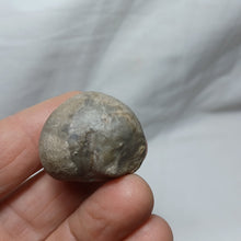 Load image into Gallery viewer, Tithonia oxfordiana
