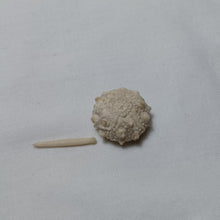 Charger l'image dans la galerie, Pseudosalenia tuberculosa
