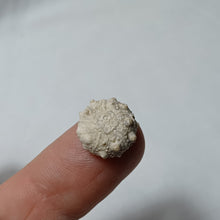 Charger l'image dans la galerie, Pseudosalenia tuberculosa
