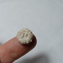 Charger l'image dans la galerie, Pseudosalenia tuberculosa
