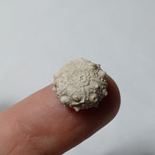 Charger l'image dans la galerie, Pseudosalenia tuberculosa
