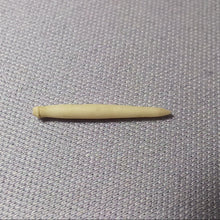 Charger l'image dans la galerie, Pseudosalenia tuberculosa
