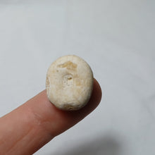 Charger l'image dans la galerie, Pyrinodia icaunensis
