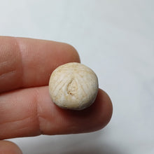 Charger l'image dans la galerie, Pyrinodia icaunensis
