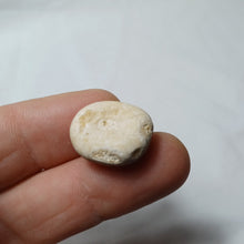 Charger l'image dans la galerie, Pyrinodia icaunensis
