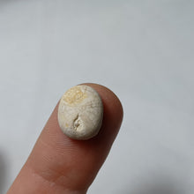 Charger l'image dans la galerie, Pyrinodia icaunensis
