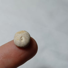 Charger l'image dans la galerie, Pyrinodia icaunensis
