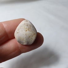 Charger l'image dans la galerie, Xestosina suprajurensis
