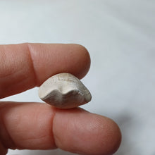 Charger l'image dans la galerie, Xestosina suprajurensis
