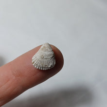 Charger l'image dans la galerie, Septaliphoria cf. pullirostris
