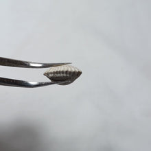 Charger l'image dans la galerie, Septaliphoria cf. pullirostris
