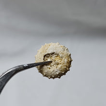 Charger l'image dans la galerie, Gauthieria tenuistriata
