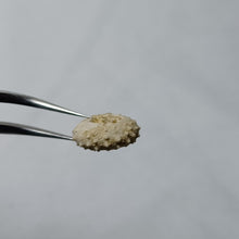 Charger l'image dans la galerie, Gauthieria tenuistriata
