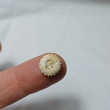 Charger l'image dans la galerie, Gauthieria tenuistriata
