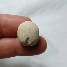 Charger l'image dans la galerie, Pyrinodia icaunensis
