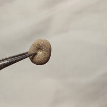 Charger l'image dans la galerie, Nucleopygus similis
