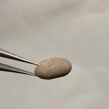 Charger l'image dans la galerie, Nucleopygus similis
