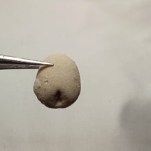 Charger l'image dans la galerie, Nucleopygus minor
