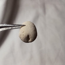 Charger l'image dans la galerie, Nucleopygus minor
