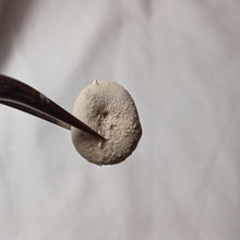 Charger l'image dans la galerie, Nucleopygus minor
