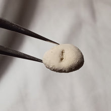 Charger l'image dans la galerie, Nucleopygus minor
