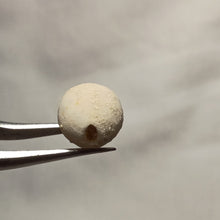 Charger l'image dans la galerie, Plagiochasma elongatus
