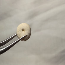 Charger l'image dans la galerie, Plagiochasma elongatus
