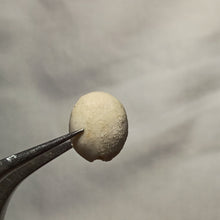 Charger l'image dans la galerie, Plagiochasma elongatus
