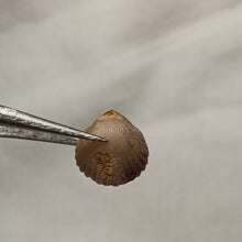 Charger l'image dans la galerie, Gibbirhynchia tiltonensis
