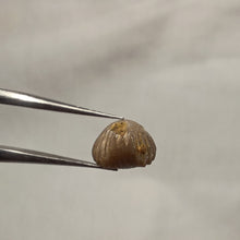 Charger l'image dans la galerie, Gibbirhynchia tiltonensis
